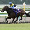 「日本近代競馬の結晶」と呼ばれた馬「ディープインパクト」