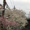 京都の桜のスポットはやっぱり円山公園です！
