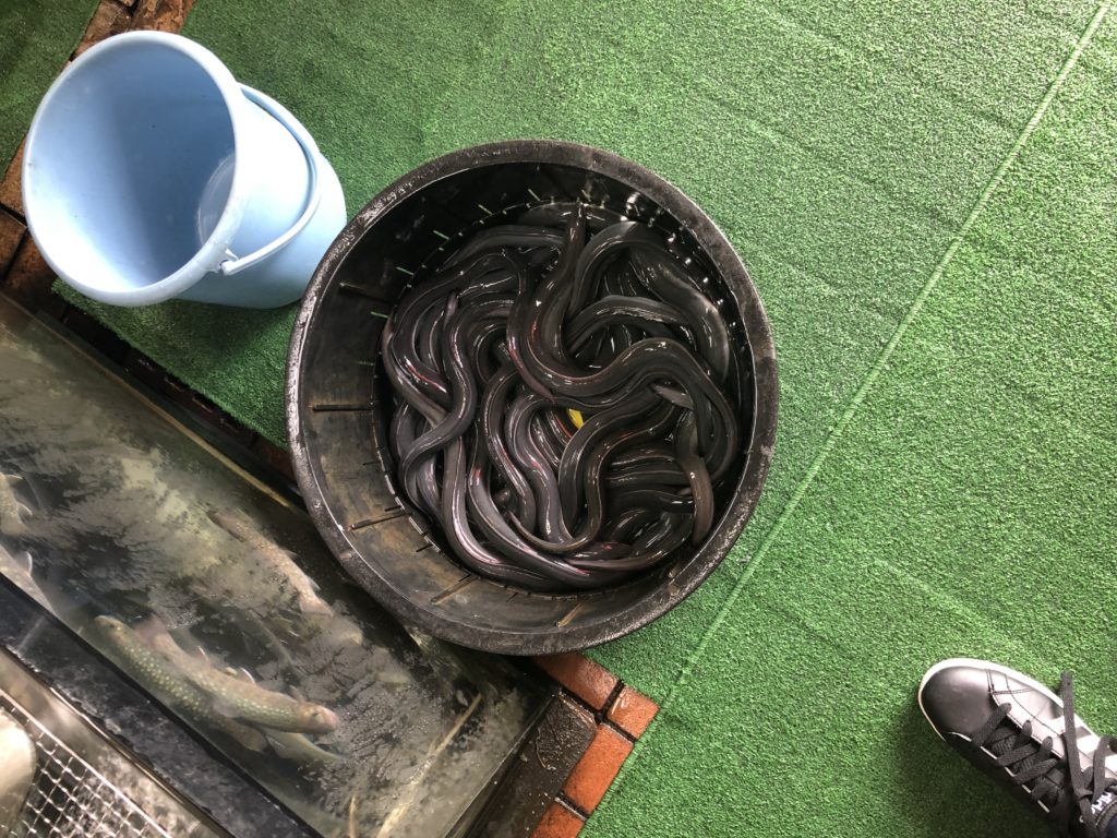 うなぎ体験